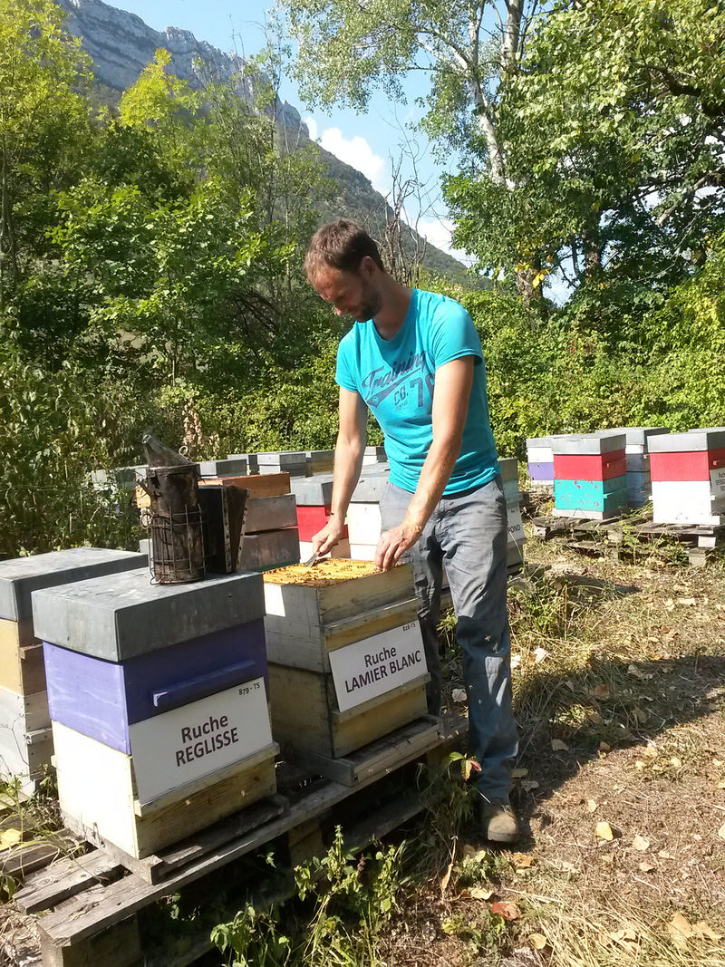 La ruche Lamier blanc