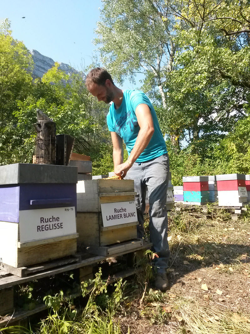 La ruche Lamier blanc