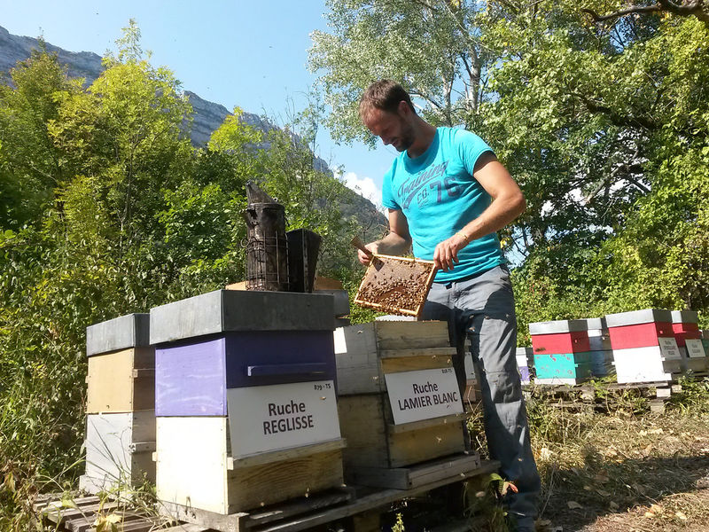 La ruche Lamier blanc