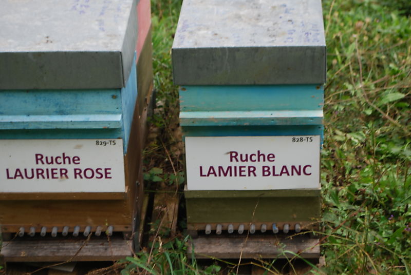 La ruche Lamier blanc
