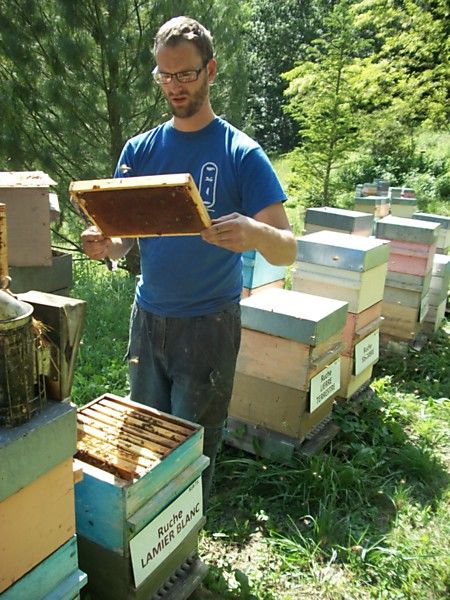 La ruche Lamier blanc