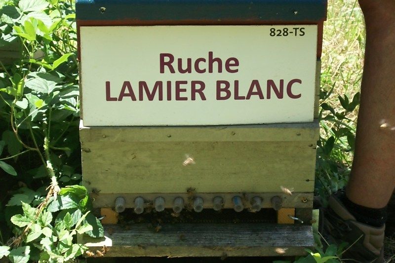 La ruche Lamier blanc