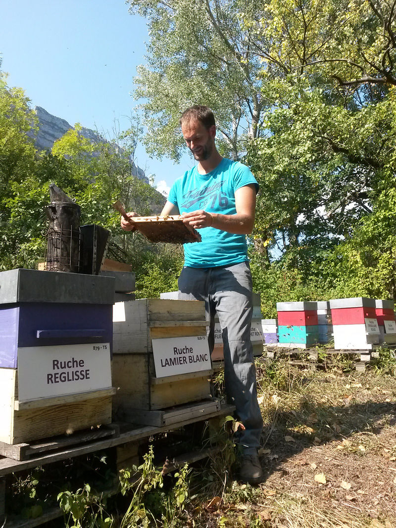 La ruche Lamier blanc