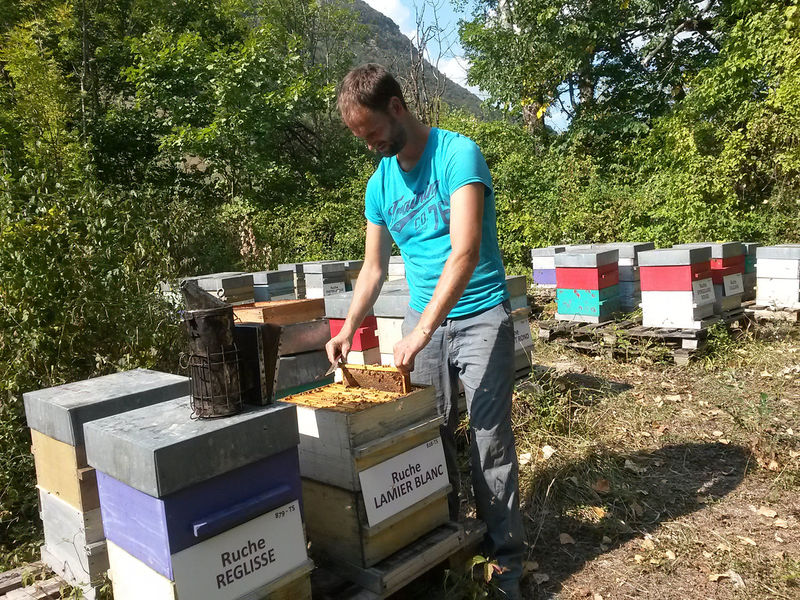 La ruche Lamier blanc