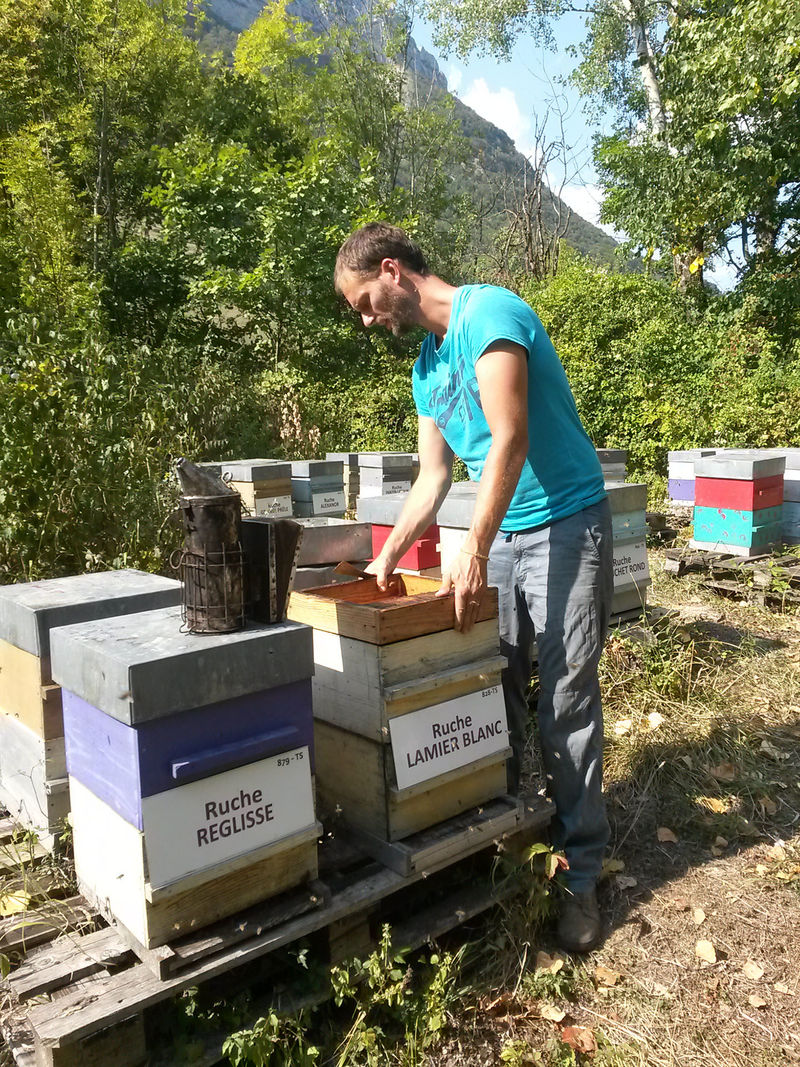 La ruche Lamier blanc