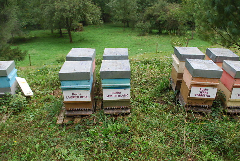 La ruche Lamier blanc