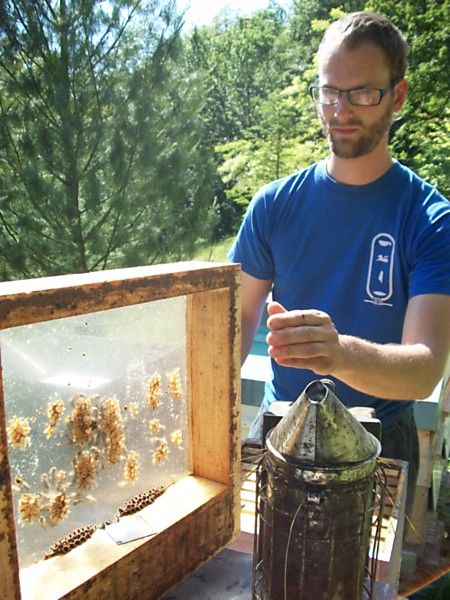 La ruche Lamier blanc