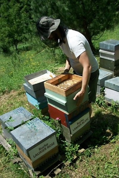 La ruche Lamier blanc