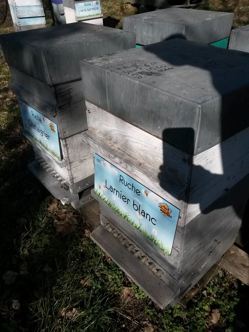 La ruche Lamier blanc