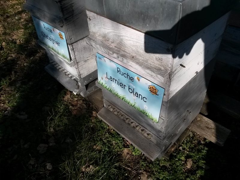 La ruche Lamier blanc
