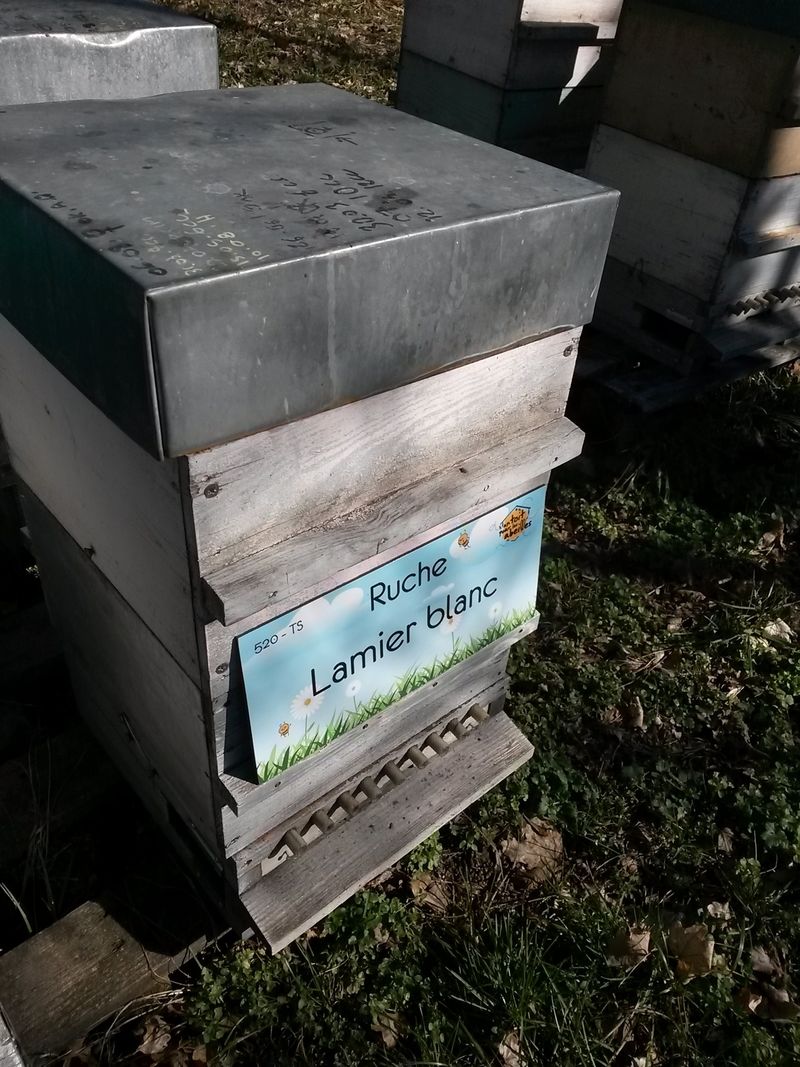 La ruche Lamier blanc