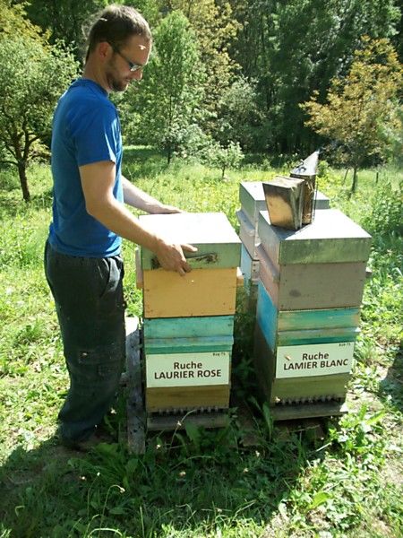 La ruche Laurier-rose