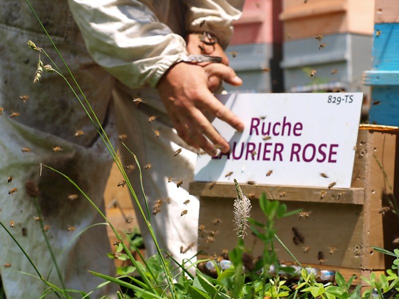 La ruche Laurier-rose
