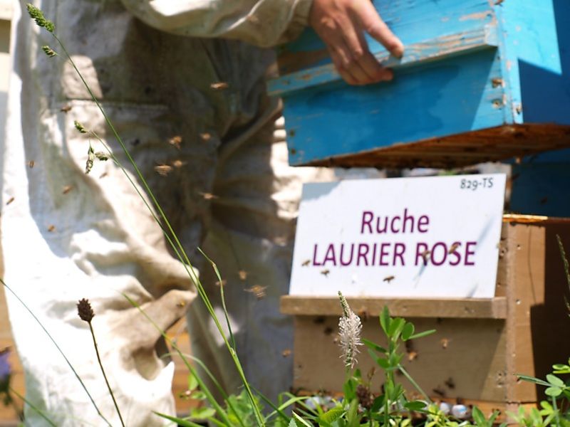 La ruche Laurier-rose