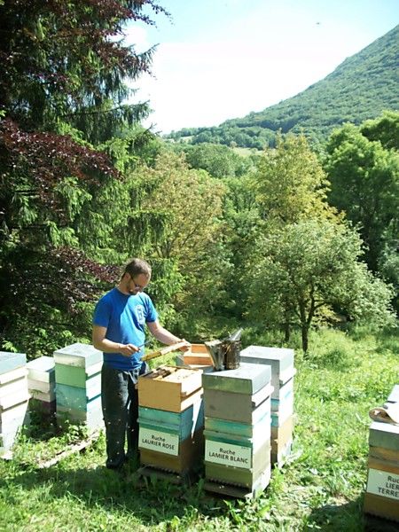 La ruche Laurier-rose