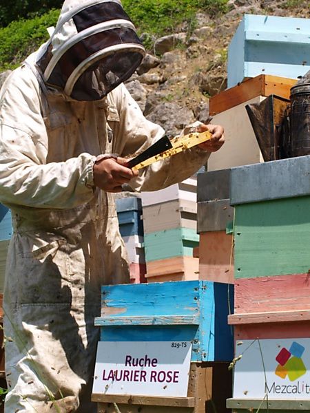 La ruche Laurier-rose