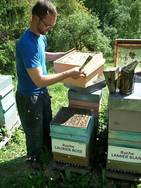 La ruche Laurier-rose