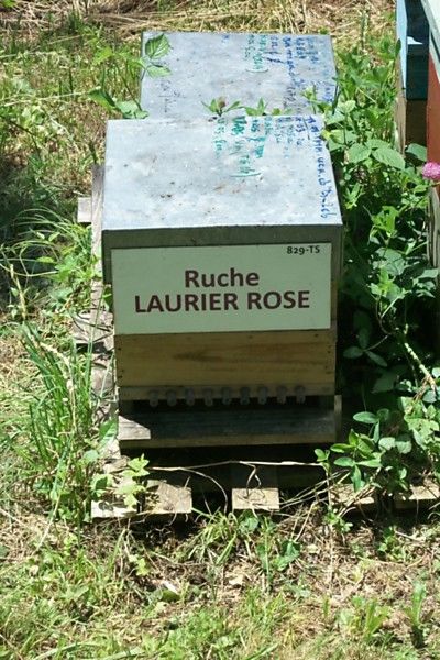 La ruche Laurier-rose