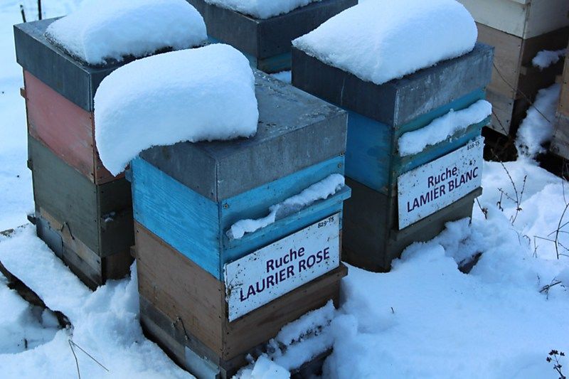 La ruche Laurier-rose