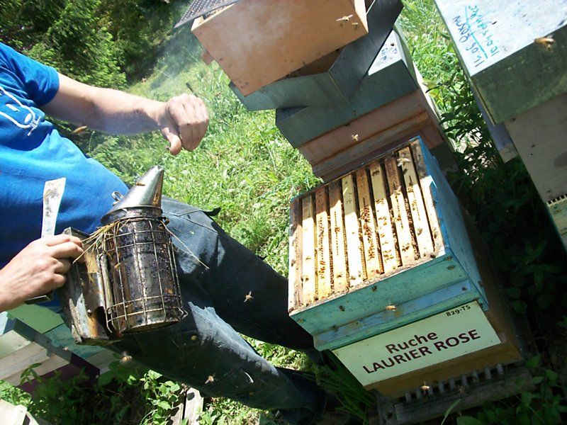 La ruche Laurier-rose