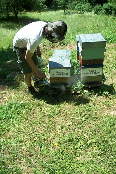 La ruche Laurier-rose