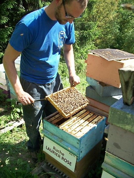 La ruche Laurier-rose