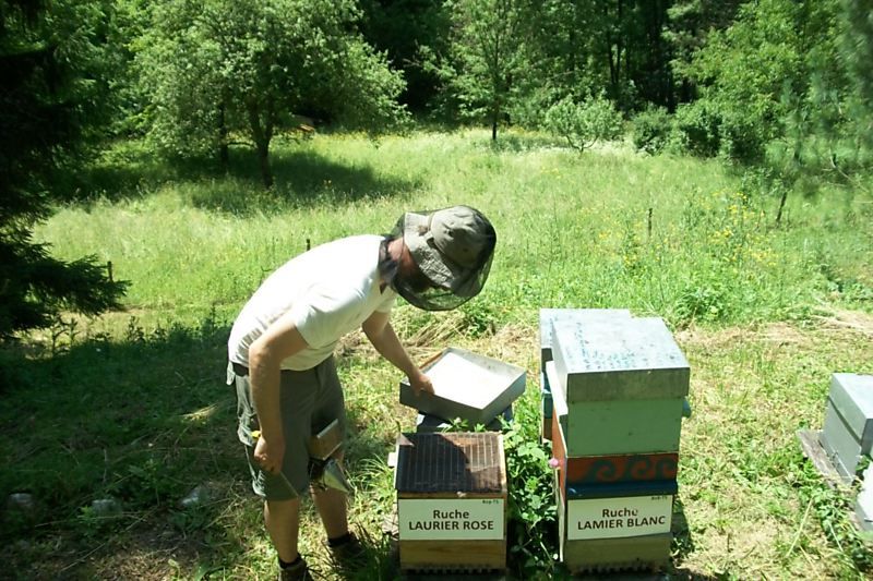 La ruche Laurier-rose