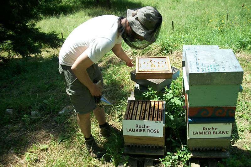La ruche Laurier-rose