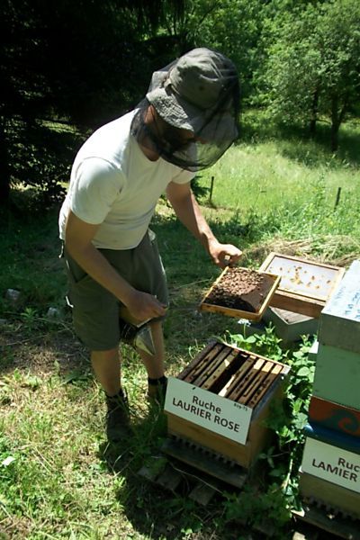 La ruche Laurier-rose