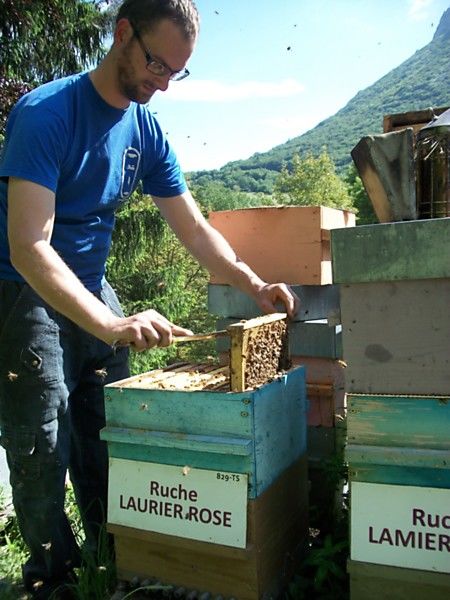 La ruche Laurier-rose