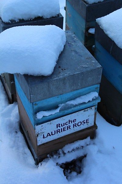 La ruche Laurier-rose