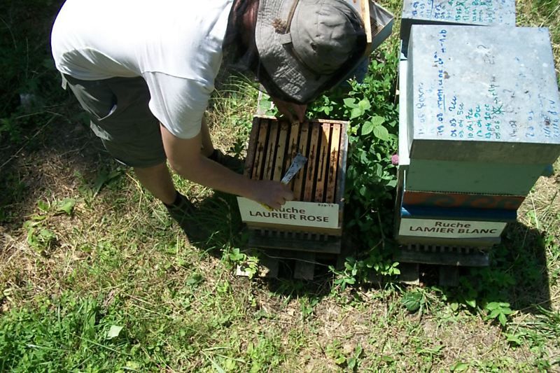 La ruche Laurier-rose