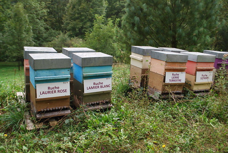La ruche Laurier-rose