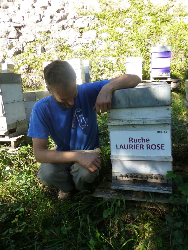 La ruche Laurier-rose