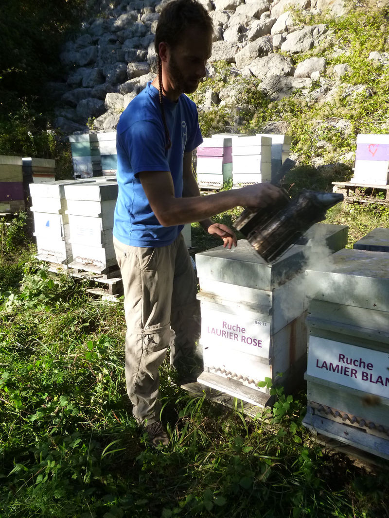 La ruche Laurier-rose