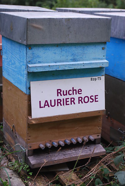 La ruche Laurier-rose