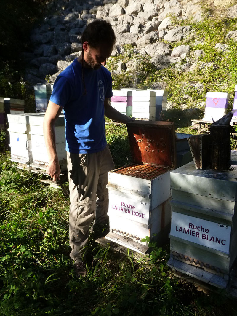 La ruche Laurier-rose