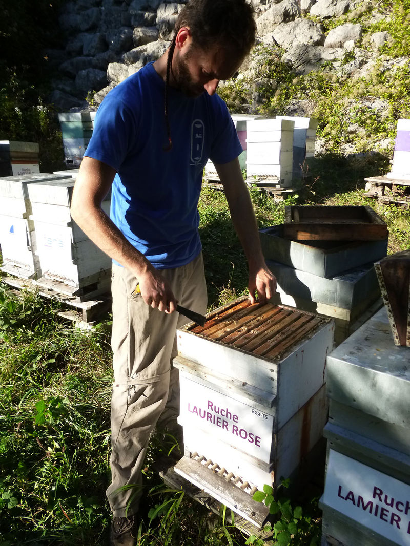 La ruche Laurier-rose