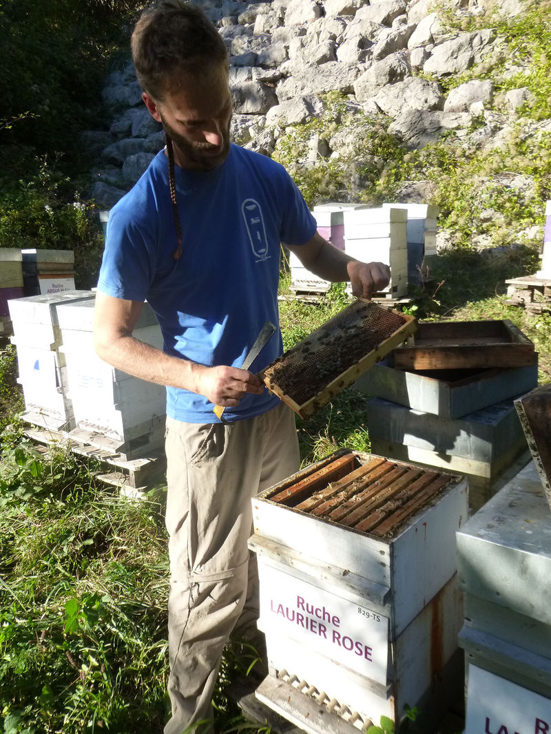 La ruche Laurier-rose