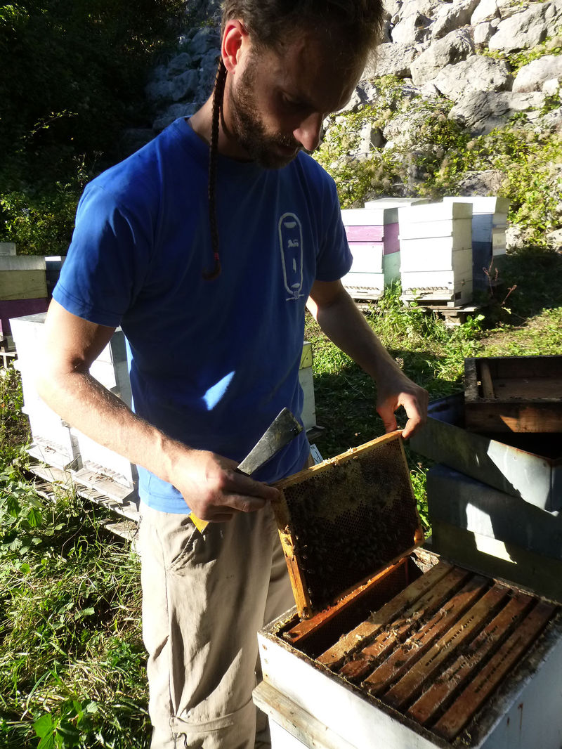 La ruche Laurier-rose