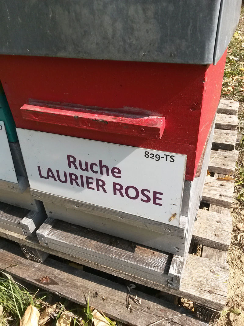 La ruche Laurier-rose