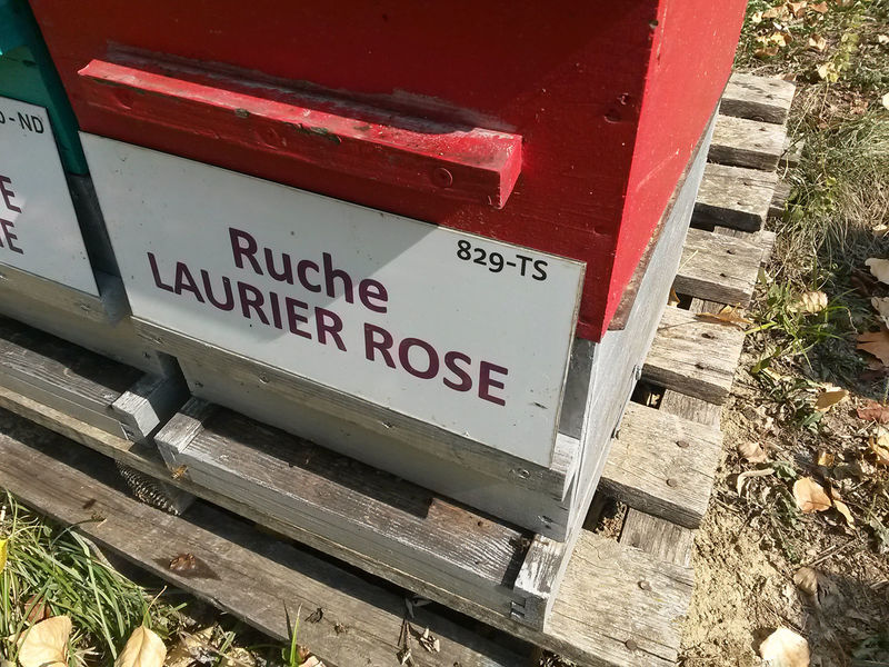 La ruche Laurier-rose