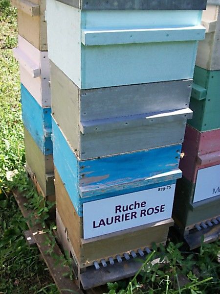La ruche Laurier-rose