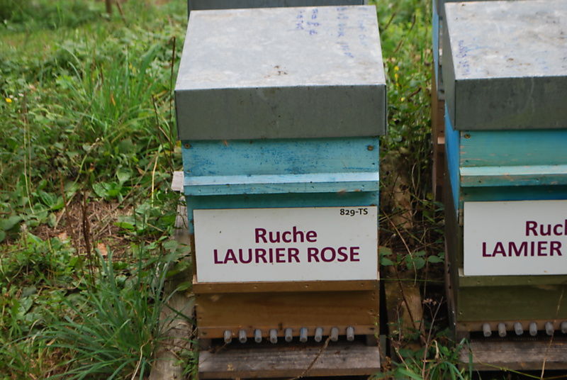 La ruche Laurier-rose
