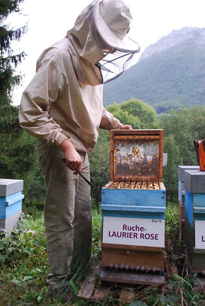 La ruche Laurier-rose