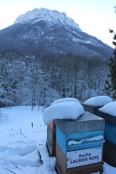 La ruche Laurier-rose