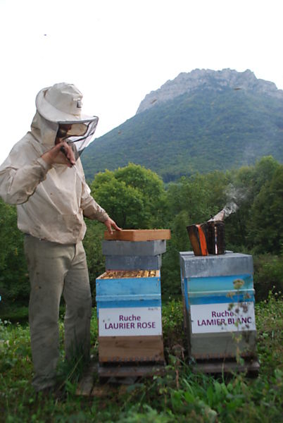 La ruche Laurier-rose