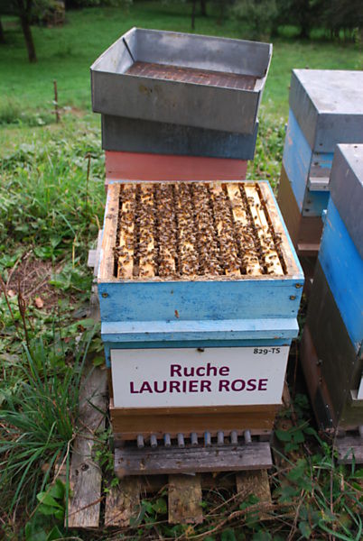 La ruche Laurier-rose