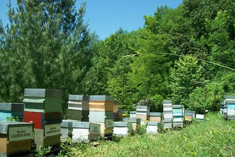 La ruche Laurier-rose