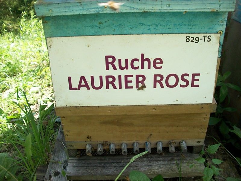 La ruche Laurier-rose